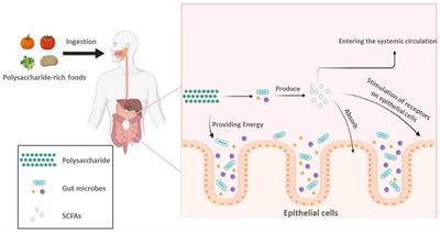 Frontiers | Polysaccharide Regulation Of Intestinal Flora: A Viable ...